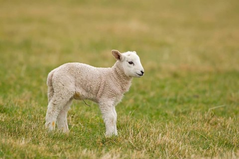 Domestic Sheep
