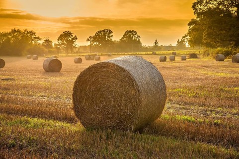 Wheat cane and bales in a stubble field in the evening sun