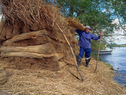 Reed cutting