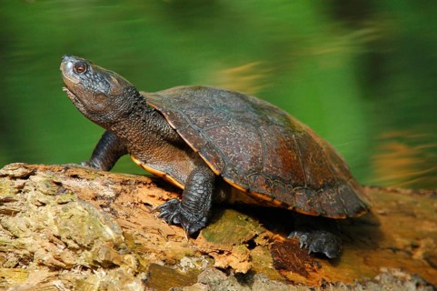 Saw-shelled Turtle