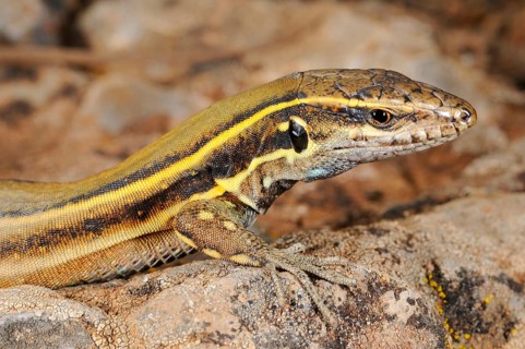 Small Canary Island Lizard