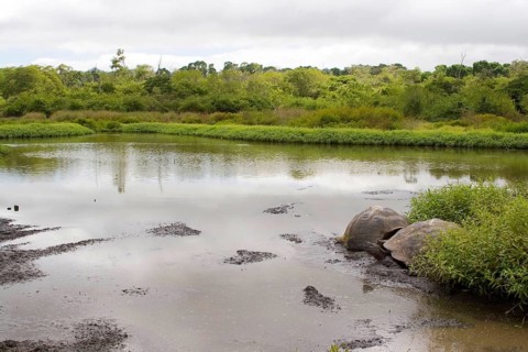 Testudo elephantopus porteri porteri porteri