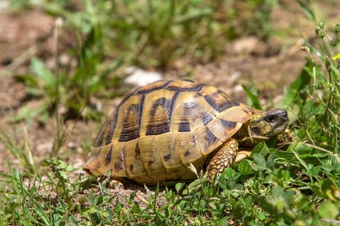 Greek tortoise