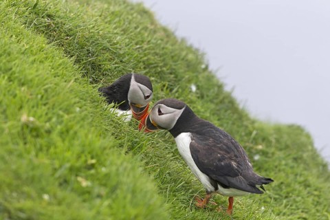 Atlantic Puffin