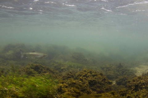 Rainbow trout