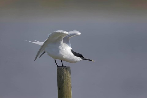 Sandwich Tern