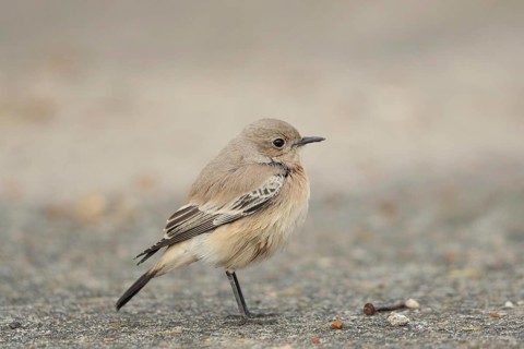Desert Wheatear