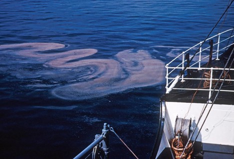 Noctiluca miliaris