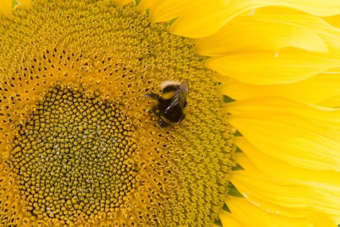 Buff-tailed Bumblebee