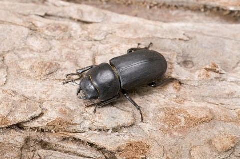 Lesser Stag Beetle
