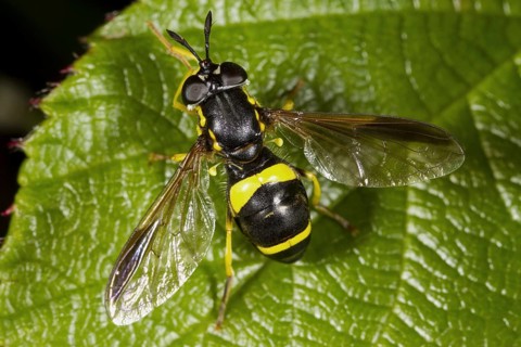 Two-banded Hoverfly