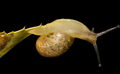 Garden Snail