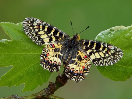 Southern festoon