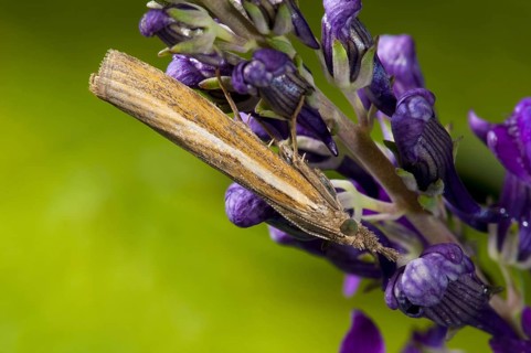 Common grass-veneer