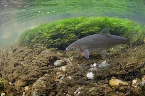 Common common dace