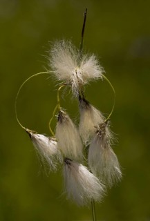 Flowering broad leaved cotton grass