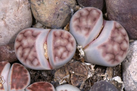 Living stone