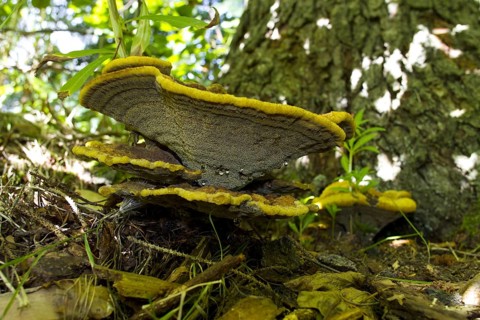 Dyer's velvet-top fungus