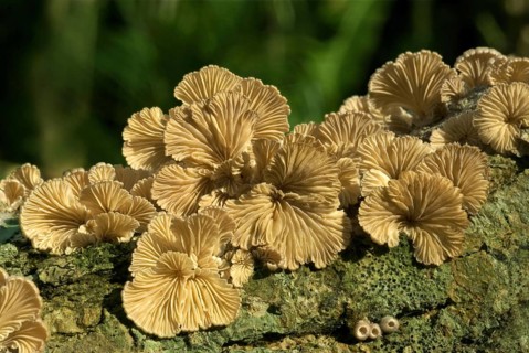 Split gill