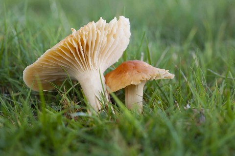 Meadowfoam