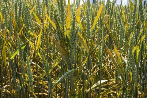 Wheat