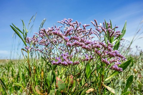 Common common sea lavender