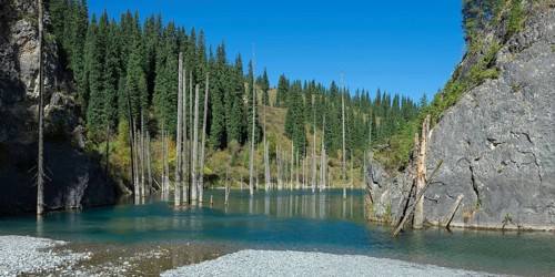 Dried trunks of