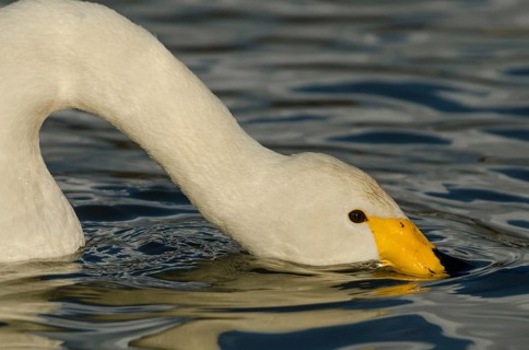 Whooper Swan