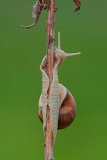 Roman snail