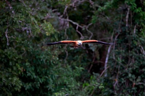 Black-collared hawk