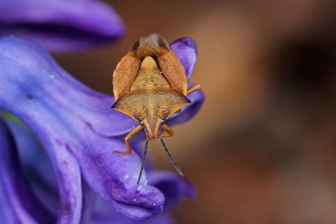 Northern fruit bug