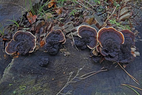 Rusty gill polypus