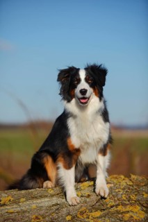 Australian Shepherd