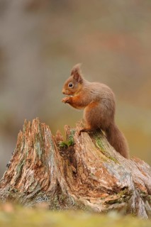 Adult Eurasian red eurasian red squirrel