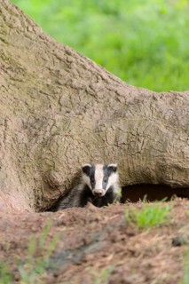 Eurasian Badger
