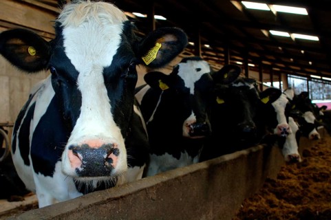 Cattle farming