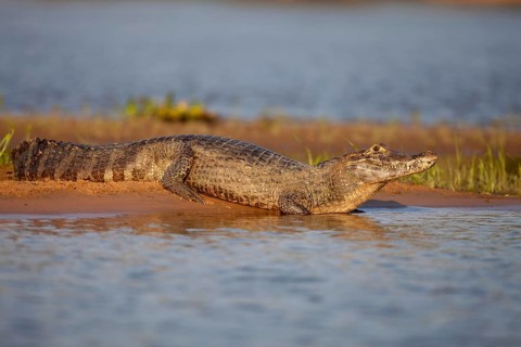 Spectacled Caiman