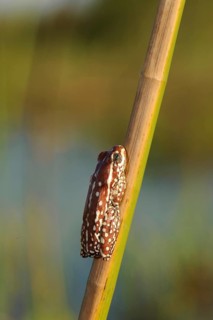 Marbled Reed Frog
