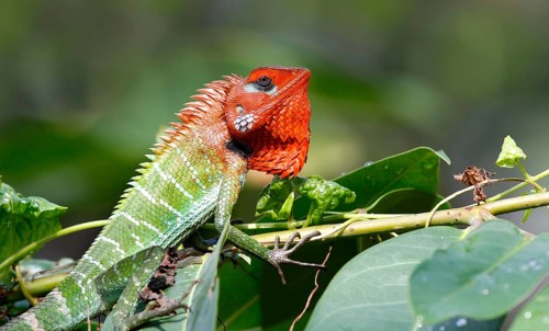 Green wood lizard