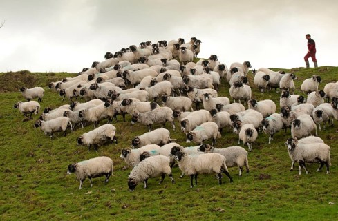 Domestic sheep