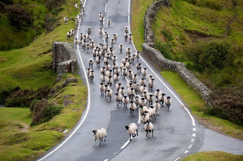 Domestic Sheep