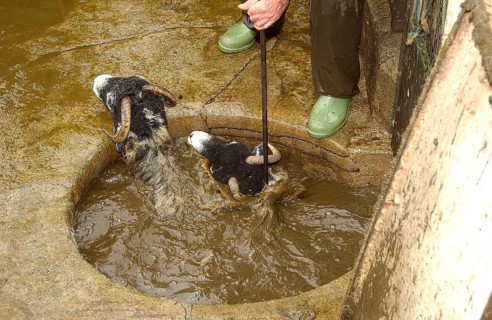 Sheep farming