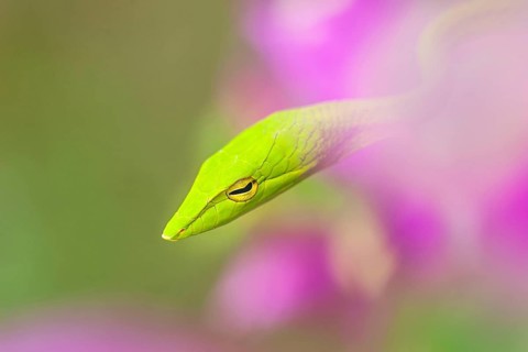Green whip snake