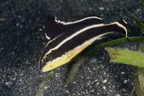 Painted sweetlips
