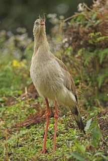 Red-legged Seriema