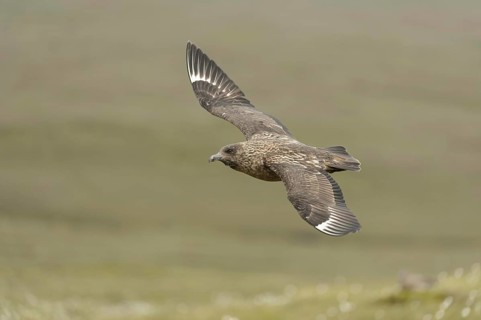 Great Skua