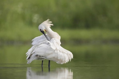 Eurasian spoonbill