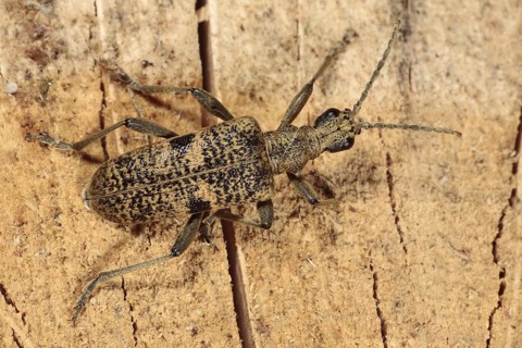 Adult black-spotted blackspotted pliers support beetle