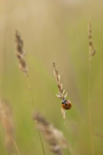 Seven-spot Ladybird