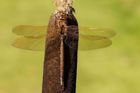Brown hawker